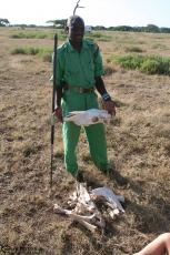 IMG 7830-Kenya, zebra bones showed by a very competent ranger at Kimana Reserve